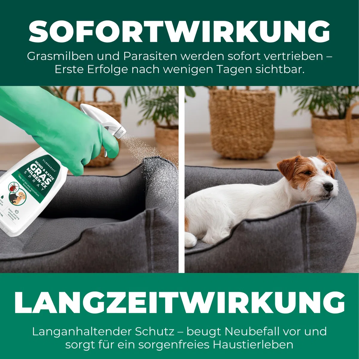 Silberkraft Grasmilben Ex Spray 500ml - Anti Grasmilben Spray für Hund Katze - Grasmilbenbefall behandeln Herbstgrasmilben Erntemilben