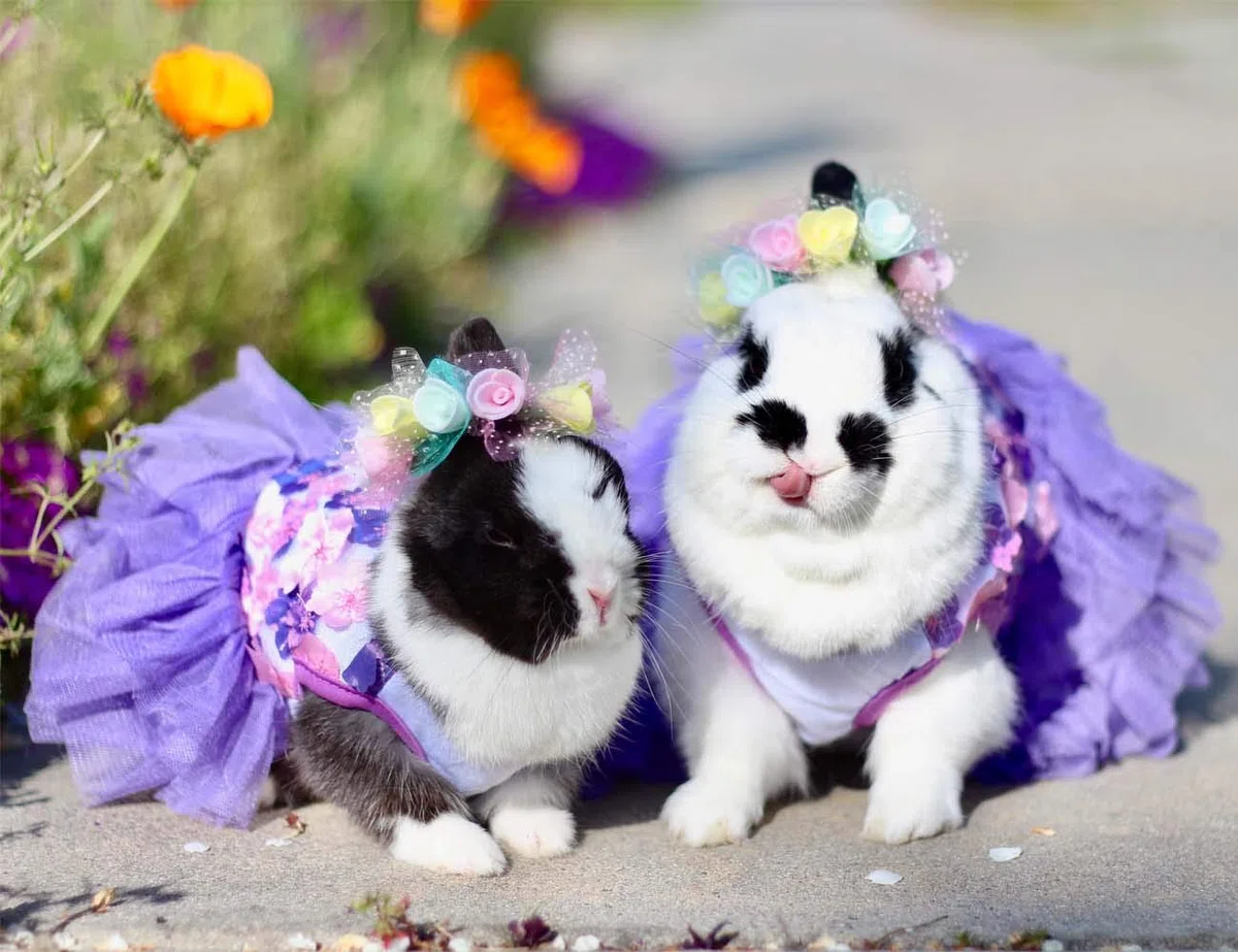 YEKEYI Frühlings- und Sommer-Prinzessinnenkleid für Kaninchen, Hund, Katze, niedliches Häschen-Dekor, Tutu-Kleid, Rock, Haustierkostüme