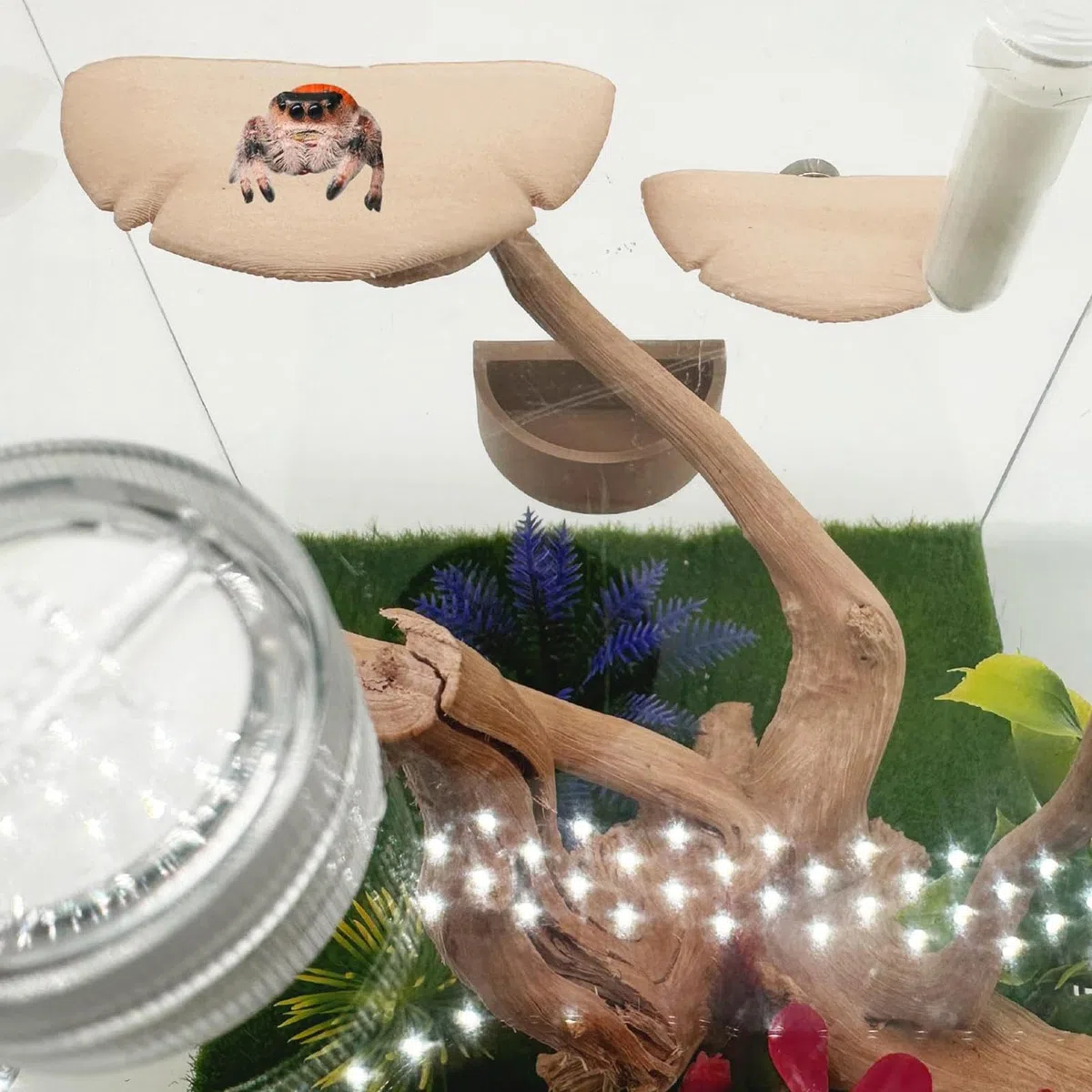 Springspinnen Terrarium Deko,Magnetisches Natürliches Pilz Spielzeug Mit Wassernapf,Springspinne Terrarium Zubehör - für Unterwegs Reisen Spaziergang Garten Park