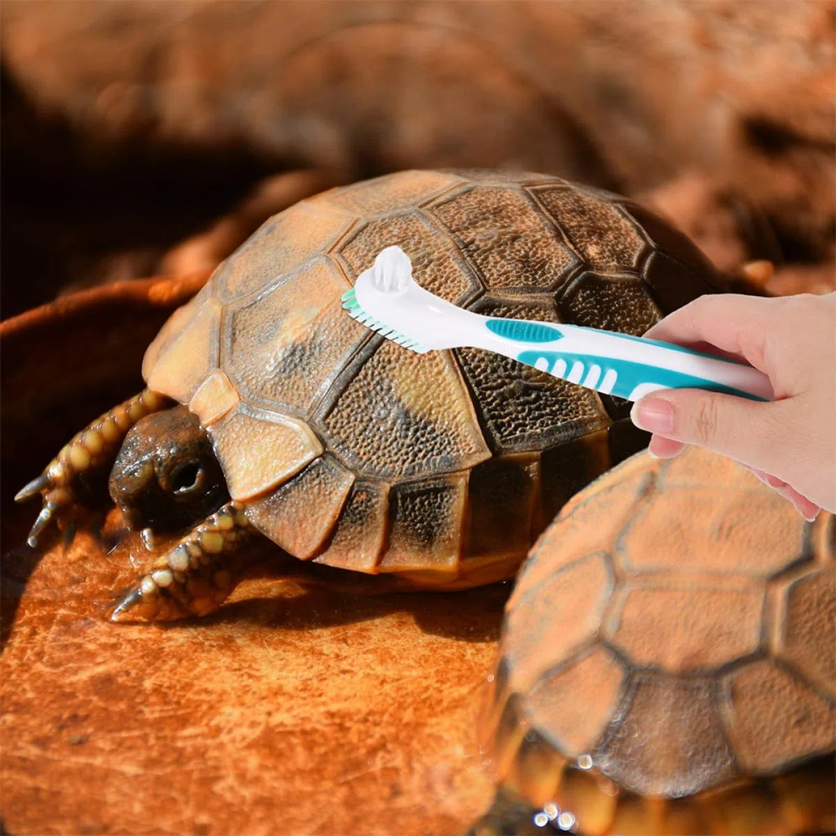 BETOOKY 3 Stück Schildkrötenpanzer Reinigungsbürsten mit Doppelseitiger Abs Bürste und Einfachem Griff zur Gründlichen Reinigung von Schildkrötenpanzern im Aquarium