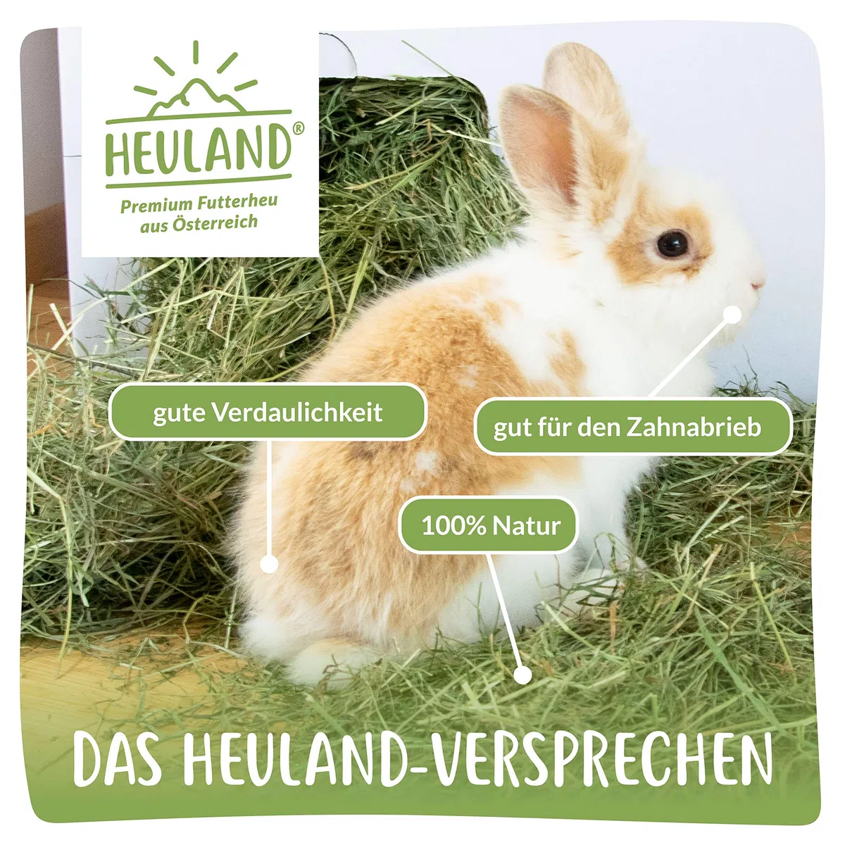 Premium Heu (1 x 4 Kg) Frisches Bergwiesenheu für Kleintiere Kaninchen Kräuter Hamster Streu Meerschweinchen Futter für Nager Chinchilla Zwergkaninchen Hasen Zwerghamster (4 Kilo)