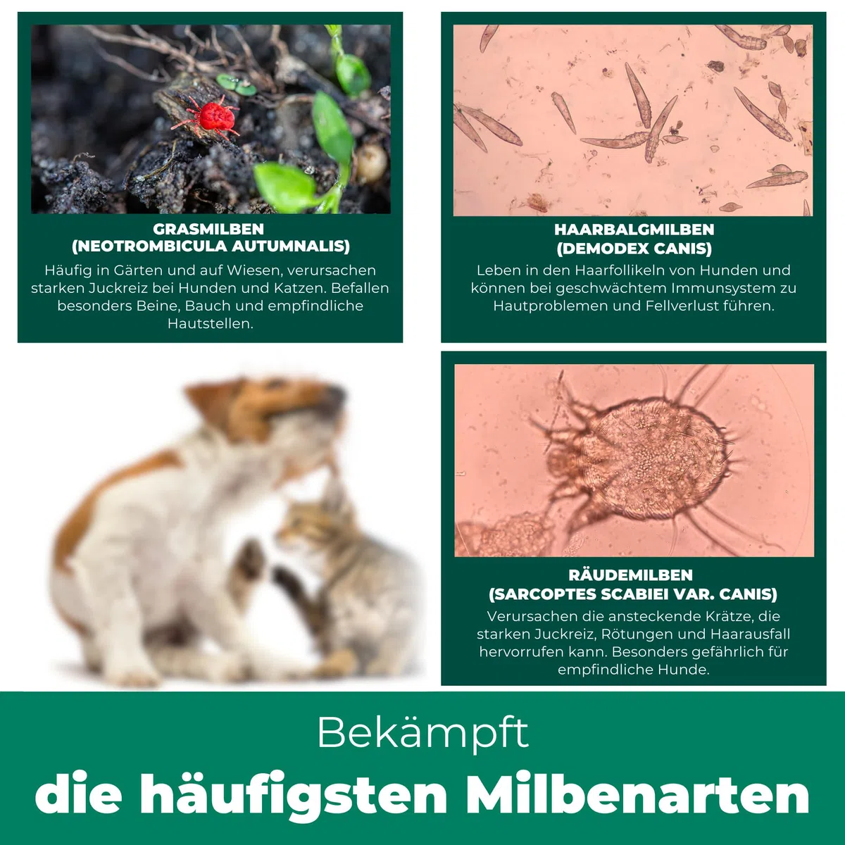 Silberkraft Grasmilben Ex Spray 500ml - Anti Grasmilben Spray für Hund Katze - Grasmilbenbefall behandeln Herbstgrasmilben Erntemilben