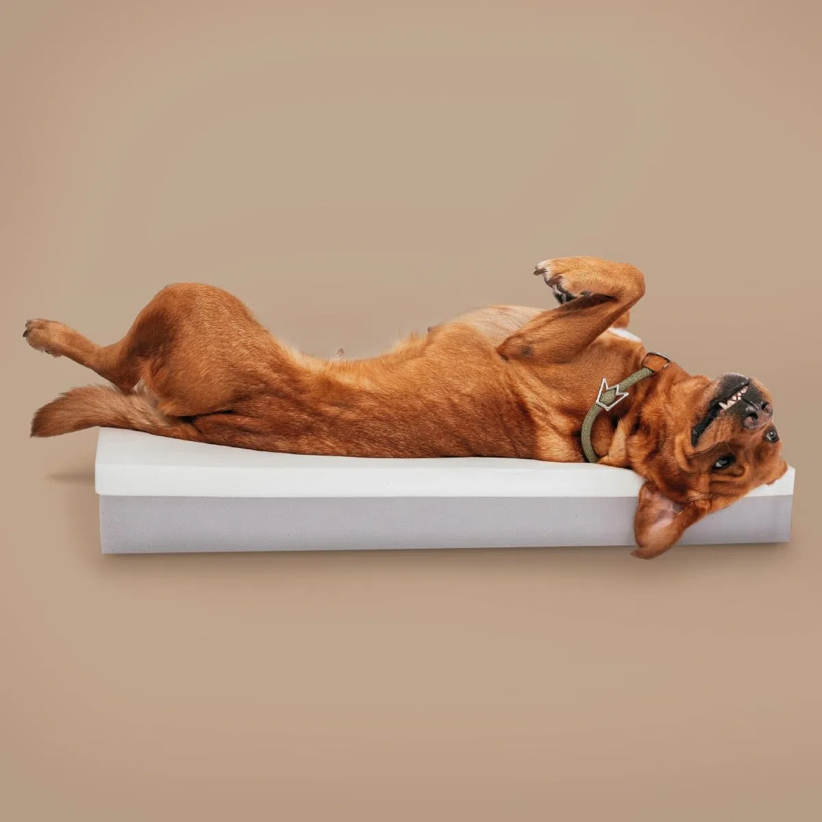 Rudelkönig Orthopädisches Hundebett große Hunde Koye - Waschbar