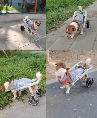 Verstellbarer Hunderollstuhl for kleine und kleine Hunde, Erholungswagen mit weicher Stütze, Haustier-Kinderwagen for verbesserte GEH- und Gehhilfe