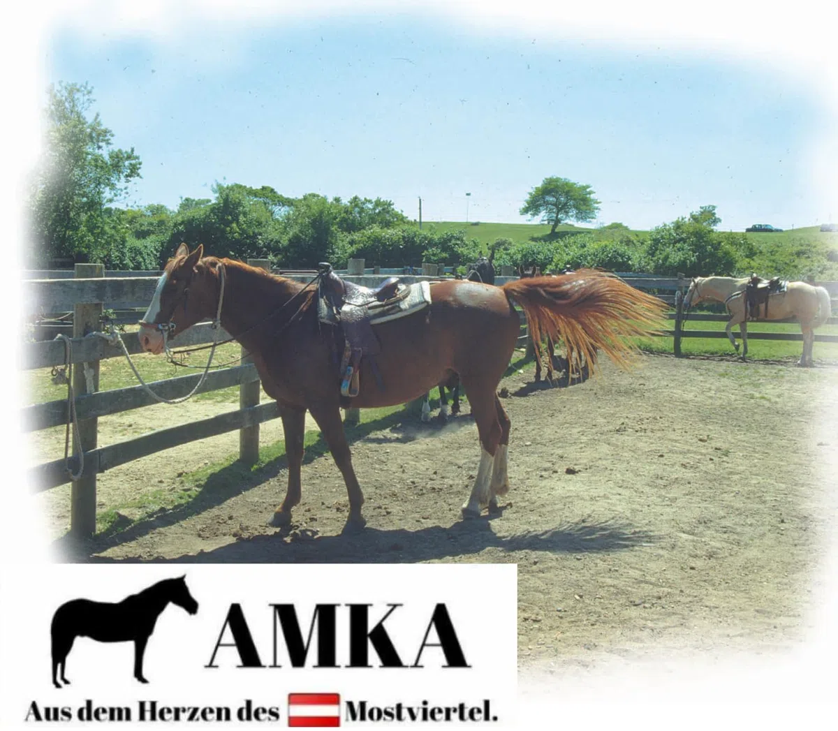 AMKA Westernsattel Comfort Westfever, braun, 15,5 Zoll