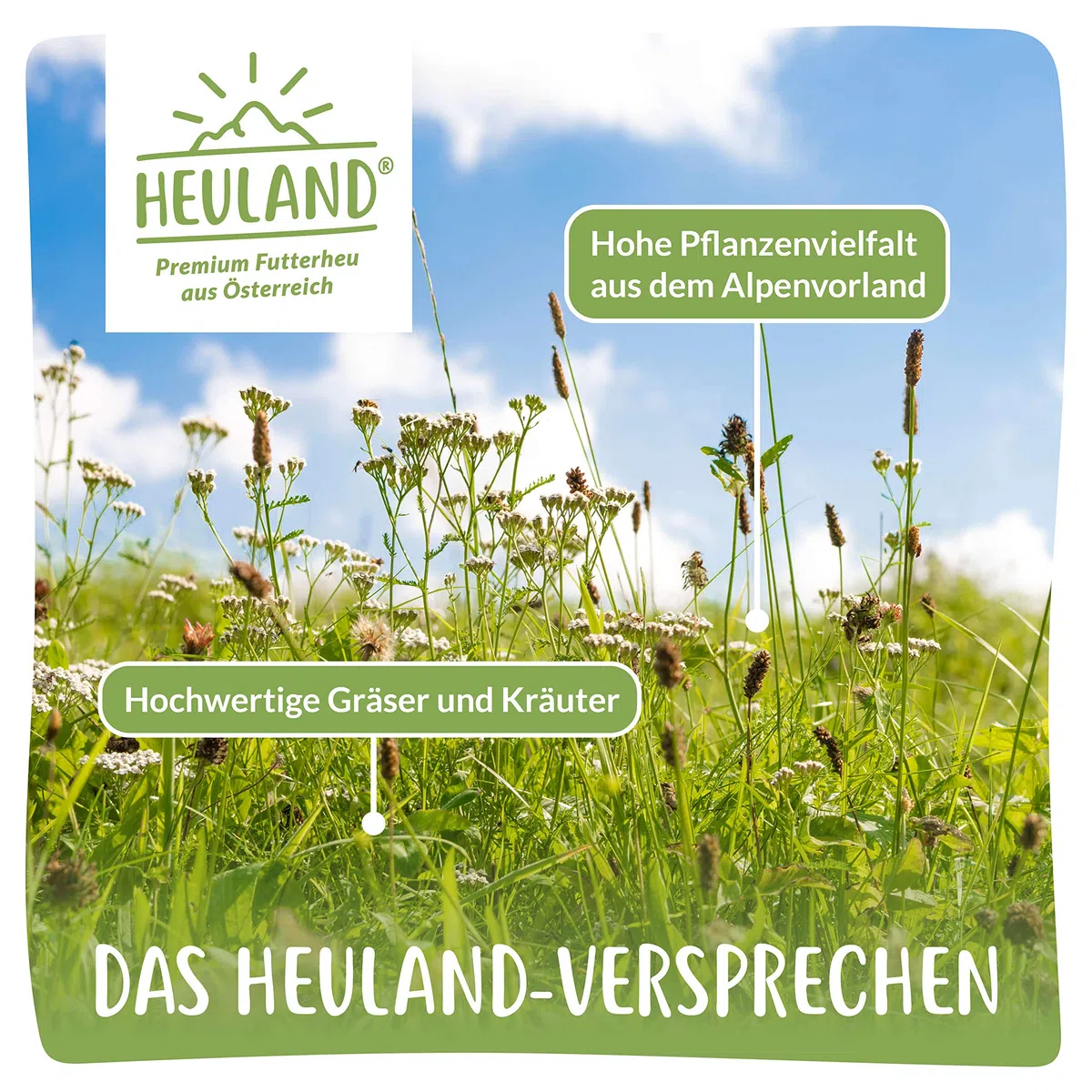 Premium Heu (1 x 4 Kg) Frisches Bergwiesenheu für Kleintiere Kaninchen Kräuter Hamster Streu Meerschweinchen Futter für Nager Chinchilla Zwergkaninchen Hasen Zwerghamster (4 Kilo)