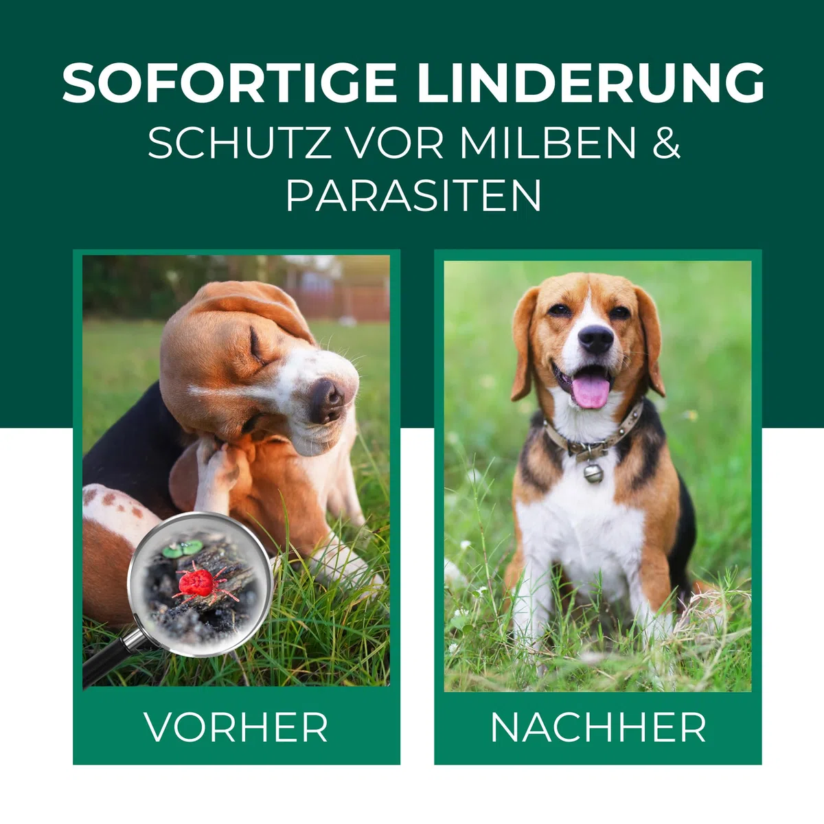 Silberkraft Grasmilben Ex Spray 500ml - Anti Grasmilben Spray für Hund Katze - Grasmilbenbefall behandeln Herbstgrasmilben Erntemilben
