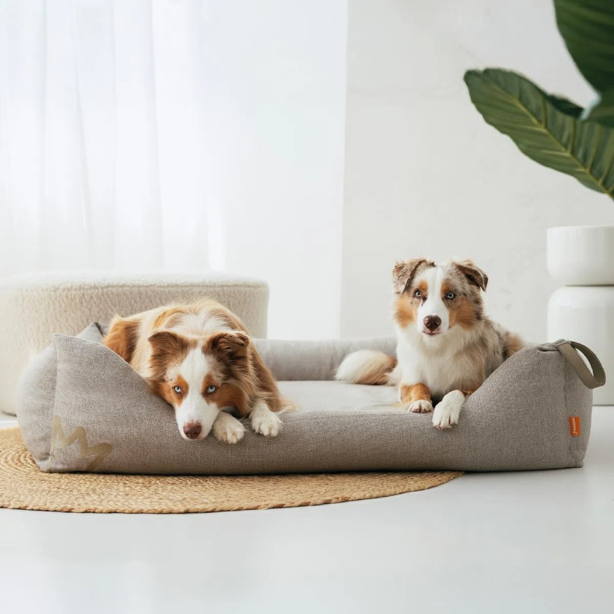 Rudelkönig Orthopädisches Hundebett große Hunde Koye - Waschbar