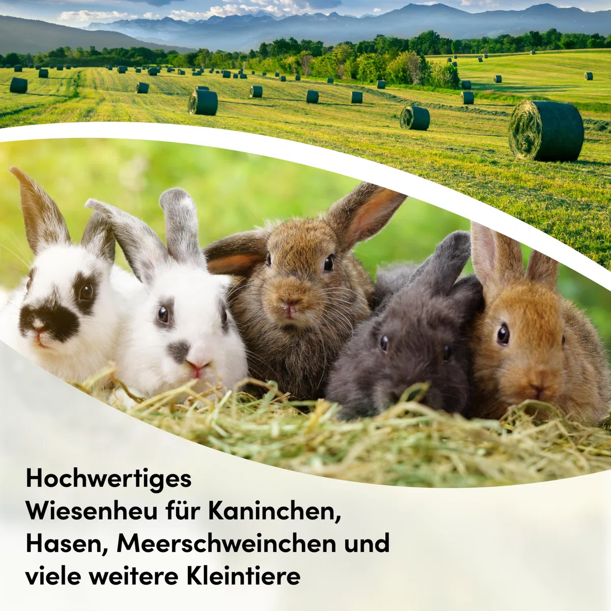 5 kg Heu direkt vom Hof | 1. Schnitt Wiesenheu aus Bayern | hochwertiges & unbehandeltes Heu für Futter & Einstreu von Kaninchen, Hamster, Meerschweinchen & Hasen