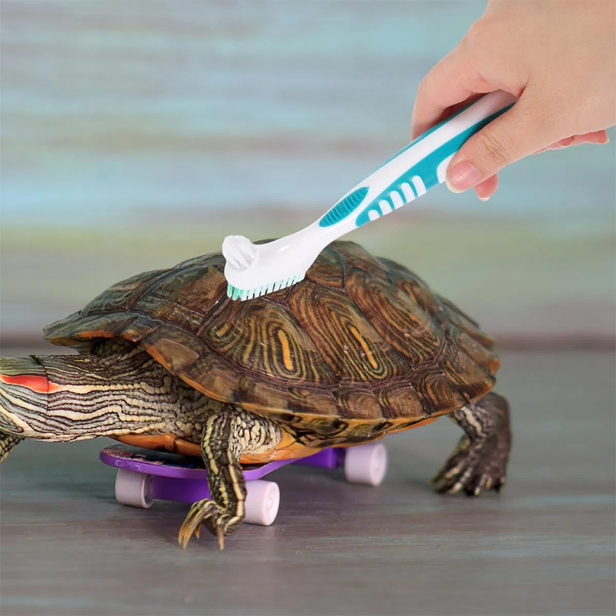 BETOOKY 3 Stück Schildkrötenpanzer Reinigungsbürsten mit Doppelseitiger Abs Bürste und Einfachem Griff zur Gründlichen Reinigung von Schildkrötenpanzern im Aquarium