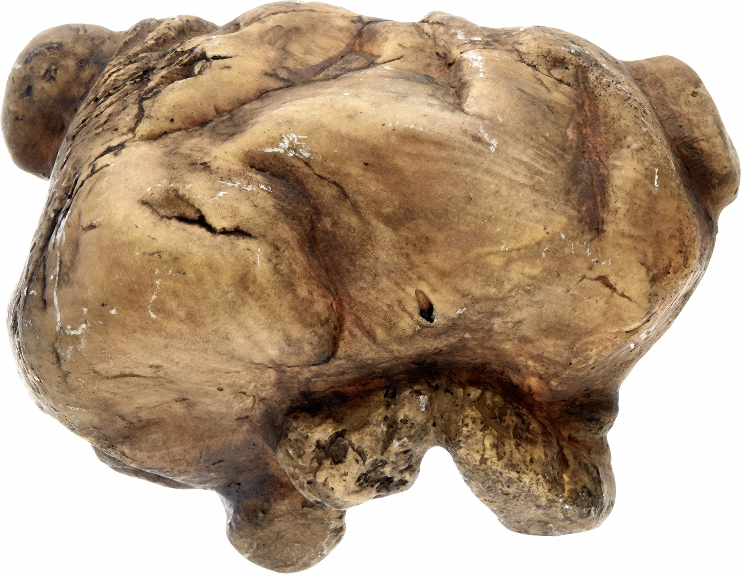 Exo Terra Reptile Cave, sicheres Versteck für Reptilien und Amphibien, L