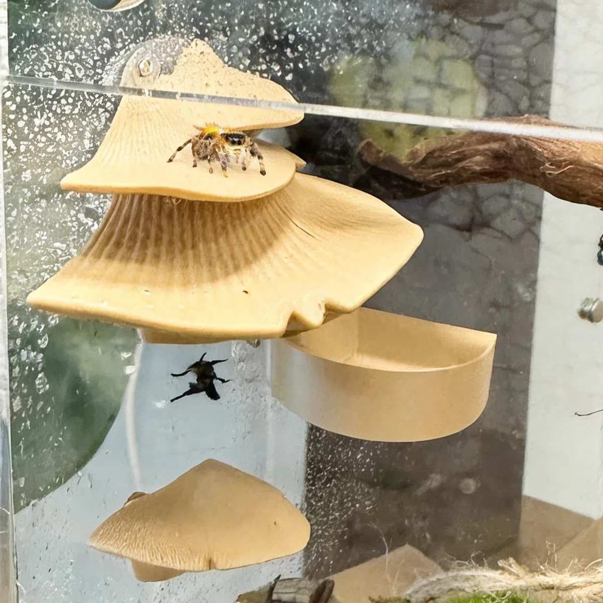 Springspinnen Terrarium Deko,Magnetisches Natürliches Pilz Spielzeug Mit Wassernapf,Springspinne Terrarium Zubehör - für Unterwegs Reisen Spaziergang Garten Park