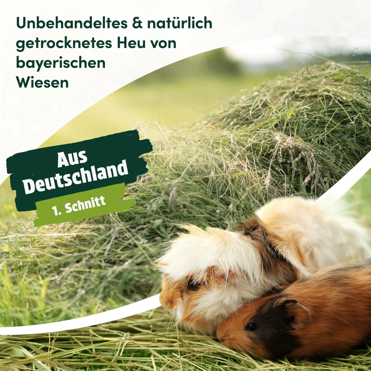 5 kg Heu direkt vom Hof | 1. Schnitt Wiesenheu aus Bayern | hochwertiges & unbehandeltes Heu für Futter & Einstreu von Kaninchen, Hamster, Meerschweinchen & Hasen